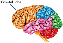 frontal-lobe