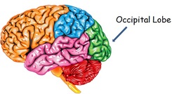 occipital-lobe