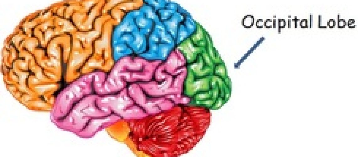 occipital-lobe